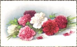 Fleurs Oeillet - Carnation - CPA 