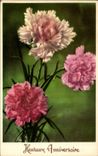 Fleurs Oeillet - Carnation - Heureux Anniversaire - CPA 