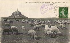 Le Mont Saint Michel - Greves - Les Pres Sales - CPA 