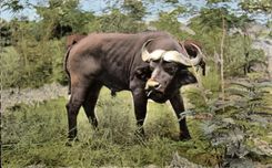 Animaux et Faune - Buffle Noir - Black Buffalo - CPA 