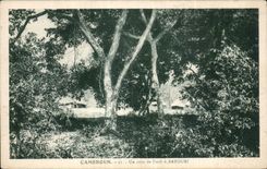 Africa - Africa - Cameroun - a corner of forest has Batouri - CPA