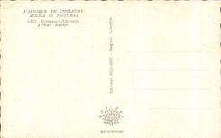 Afrique - Africa - Algerie - L Afrique en Couleurs - Danseurs Africaine - CPA
