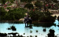 CPA Afrique Elephant 