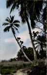CPSM Guinea the gathering of coconuts