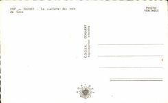 CPSM Guinea the gathering of coconuts