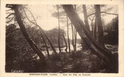 Mimizan Plage - Sous les Pins au Courant - CPA 