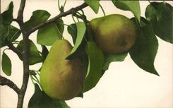 Fleurs pears - poire - birne - CPA 