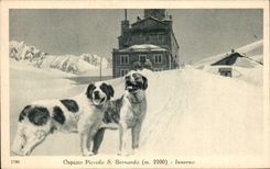 Ospizio S de flautin Bernardo - Inverno - perro - perro - CPA