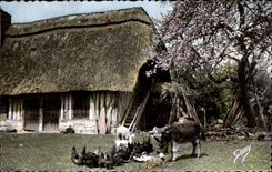 Gaby - Normandy - Soft Fraternity - ass - donkey - CPA