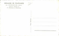 CPSM Field of Prafrance by Generargues Palm trees and bamboos bmaboo