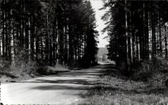 CPSM Lever And its forests