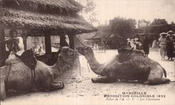 Colonial de CPA Marsella favorablemente Palais 1922 de AOF el camello del camello de los camellos