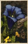 CPA Fantaisie Fleurs Gentiana Kochlana 