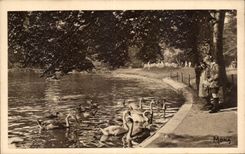 CPA Paris Bois de Boulogne Cygnes sur le lac inferieur 