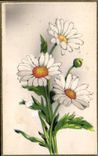 Fleurs daisy - CPA 