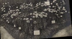 Fleurs Jardin - Garden - CPA 