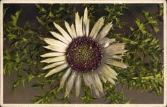 Flores - acaulis Silberdisfel del Carlina - CPA