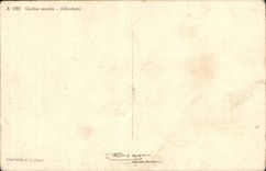 Flores - acaulis Silberdisfel del Carlina - CPA