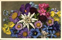 Flores - flores de Alpenblumen de las montanas - CPA