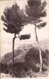Eze - Les Pins - CPA 