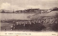 Cannes - Gulls on the Beach - CPA