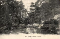 Corsica - Corsica - forest Hitone - CPA