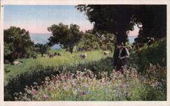 Corse - Corsica - Ile Rousse - La Campagne - CPA 