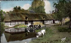 Normandy - Farmyard - cow - cow - CPA