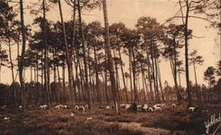CPA en amarra del paso de Gascogne de ovejas