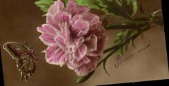 Fleurs Papillon - Butterfly - CPA 