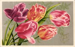 Fleurs Tulipe - Tulip - CPA 
