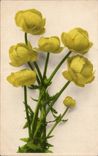 Fleurs yellow - CPA 