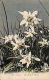 Fleurs - Edelweiss - CPA 