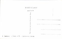 CPSM Egypte Egypt Sakkara Tomb of Ti
