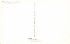 CPSM Fantaisie Fleur Trollius europaeus Trolle d Europe