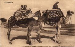 Africa - Africa - Egipto - Egipto - Port Saïd - camellos - camello - CPA