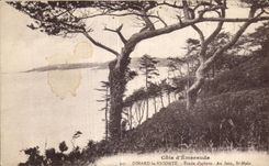 CPA Cote d Emeraude Dinard la Vicomte Etude d arbres Au loin St Malo