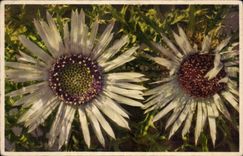 CPA Fantaisie Fleurs Carlina acaulis Silberdistel Chardon d argent