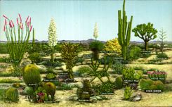 Fleurs - Plantes - Cactus - A few variations of desert vegetation - CPA 