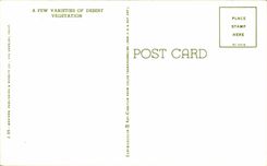 Fleurs - Plantes - Cactus - A few variations of desert vegetation - CPA 