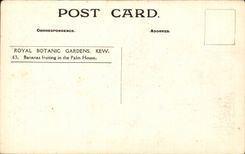 PlAtanos reales de los jardines botAnicos KEW de CPA que dan fruto en el plAtano de la casa de palma