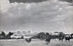 Caballo del caballo de los caballos de CPA