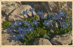 CPA Fantaisie Fleurs Gentiane de Baviere