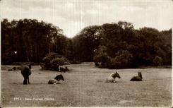 CPA New Forest Ponies Cheval Horse