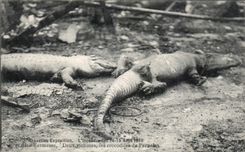 CPA Brussels Exposition Sets fire to of Brussels Kermesse Two Victims the Crocodiles of Pernelet Caiman Zoo