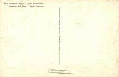 Flor de la fantasia de CPA