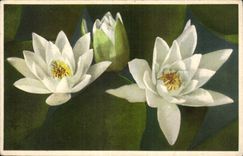 Flor de la fantasia de CPA