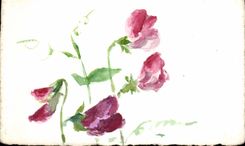 Flor de la fantasia de CPA