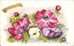 Flor de la fantasia de CPA