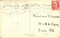 Flor de la fantasia de CPA